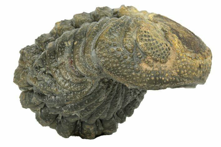 Long Enrolled Morocops Trilobite - Morocco #252743